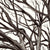 Champion American Elm Tree • Ann Arbor, MI • Signed Art Prints by John Tebeau