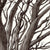 Champion American Elm Tree • Ann Arbor, MI • Signed Art Prints by John Tebeau
