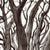 Champion American Elm Tree • Ann Arbor, MI • Signed Art Prints by John Tebeau