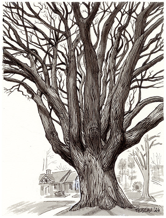 Black and white illustration of large American Elm tree in Ann Arbor Michigan on Crest Avenue with wide canopy and detailed branches