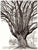 Black and white illustration of large American Elm tree in Ann Arbor Michigan on Crest Avenue with wide canopy and detailed branches